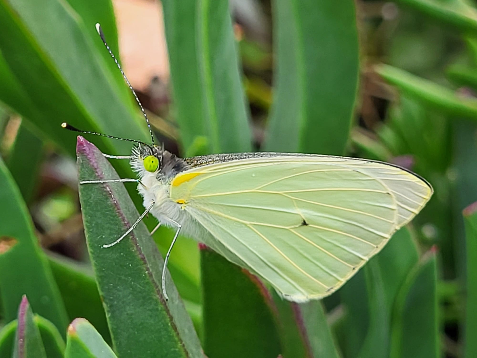 Pale green butterfly with bright green eyes clings to a succulent plant